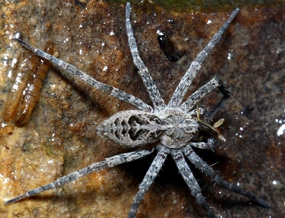 are fishing spiders dangerous