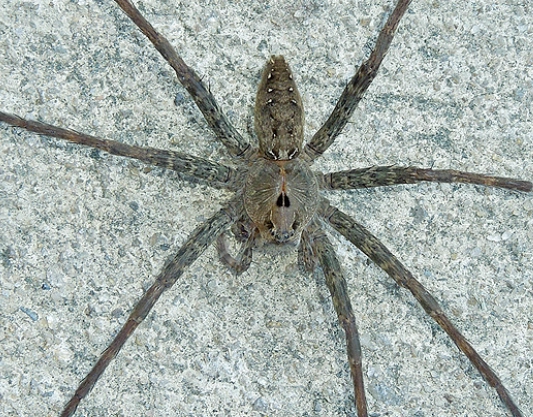 yellow jacket identification