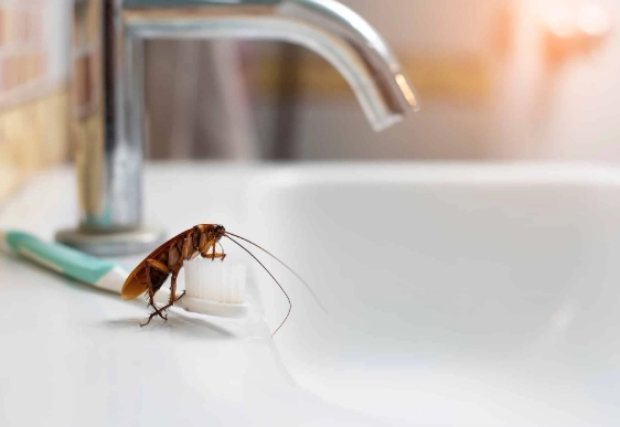 cockroach survival needs cockroach survival needs