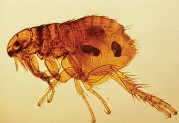 signs of flea infestation