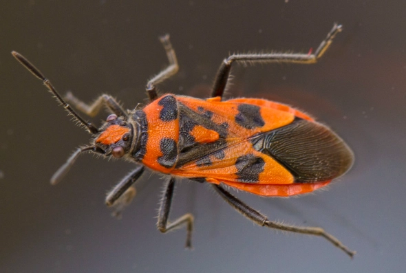 orange and black bugs