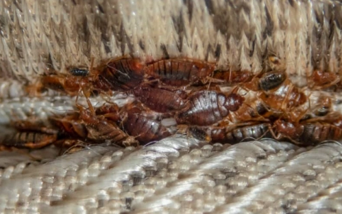 how to prevent bed bugs