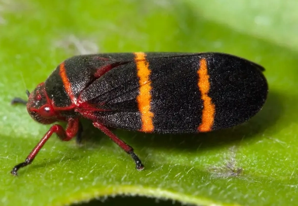 orange and black bugs