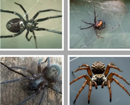 spider identification