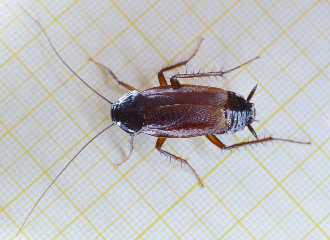 how to identify cockroaches how to identify cockroaches