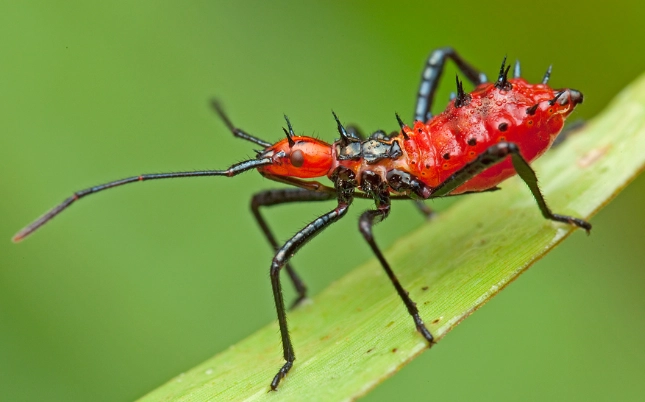 assassin bug bite assassin bug bite