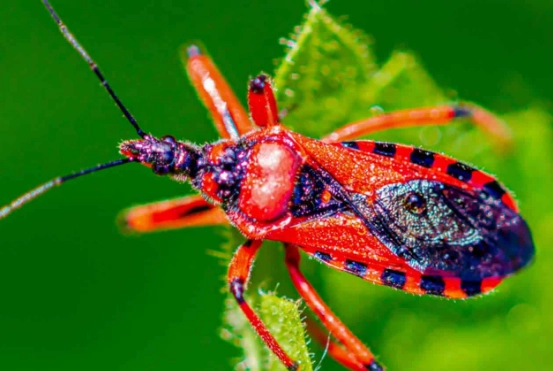 assassin bug bite assassin bug bite