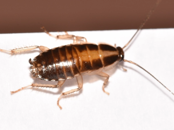 German cockroach clause