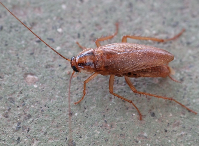 german cockroach control german cockroach control