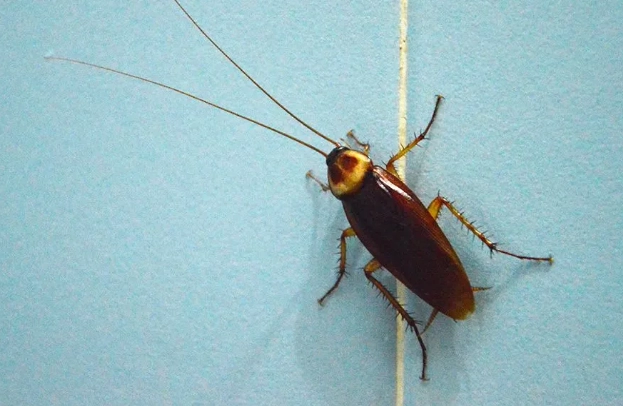 get rid of german cockroaches get rid of german cockroaches