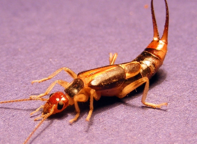 earwig identification earwig identification