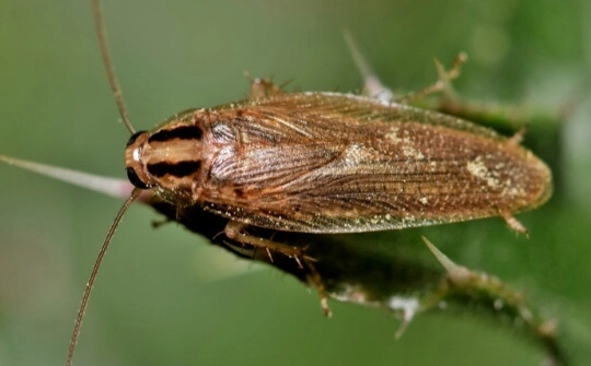 german cockroach infestation signs german cockroach infestation signs