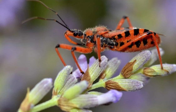 assassin bug identification assassin bug identification