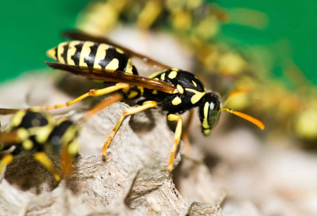 wasp stings wasp stings