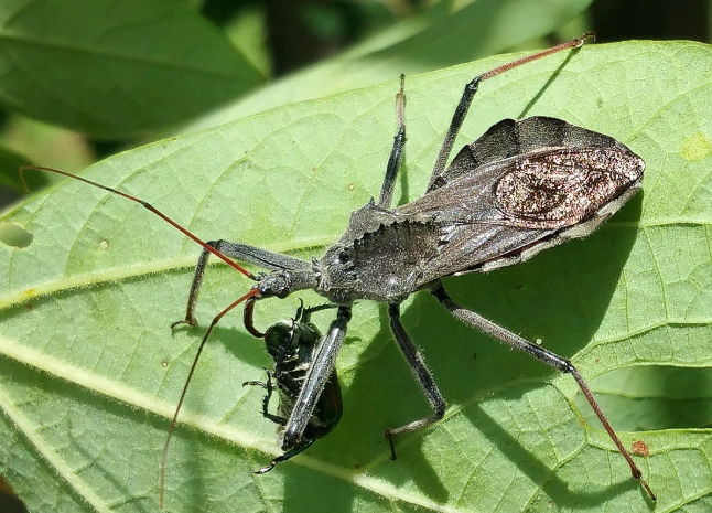 assassin bug identification assassin bug identification
