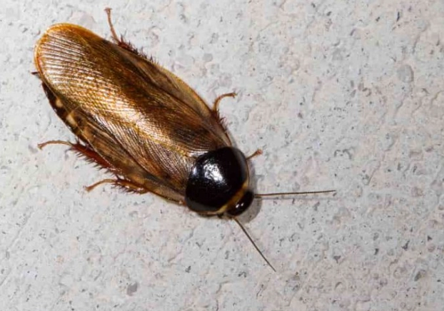 how to identify cockroaches how to identify cockroaches