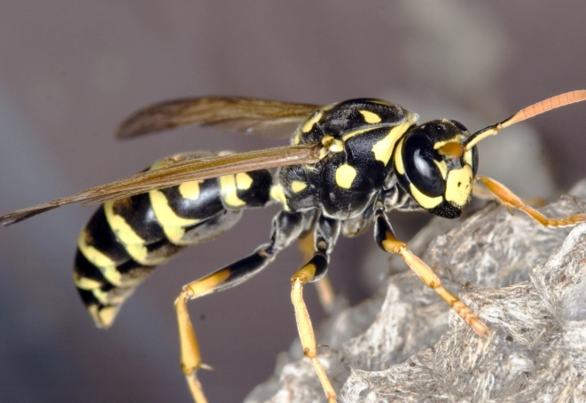 wasp nest removal wasp nest removal