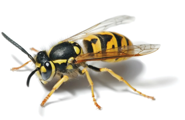 wasp stings wasp stings