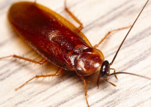 common cockroach species common cockroach species