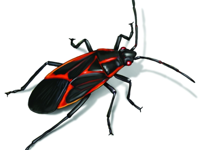 milkweed bug