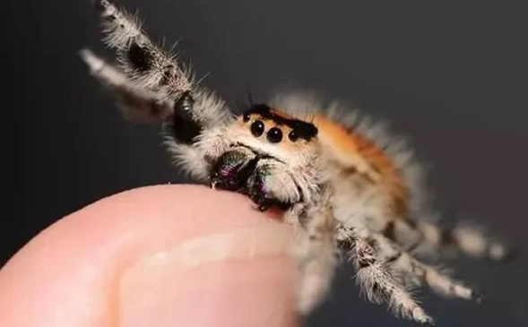 jumping spider bite symptoms