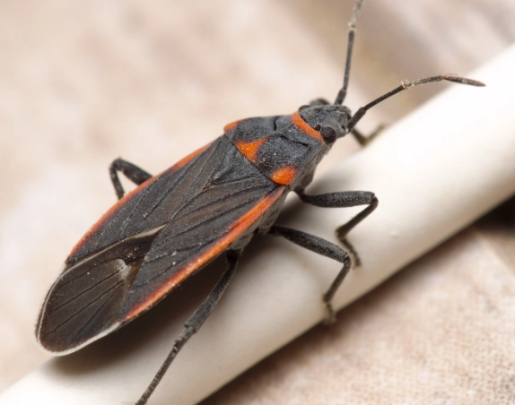 boxelder bug