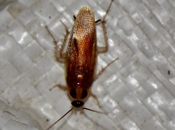 how to identify cockroaches how to identify cockroaches