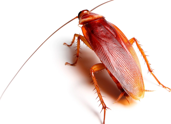 common cockroach species common cockroach species