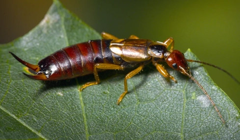 European earwig European earwig