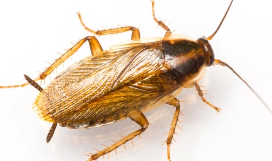 German cockroach clause