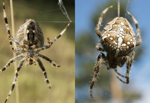 common house spiders
