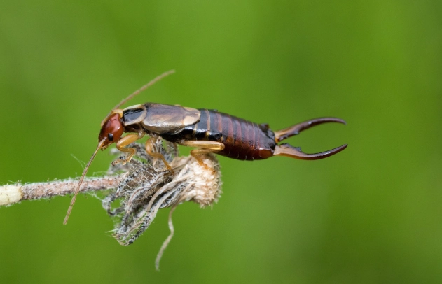 earwig identification earwig identification