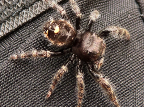 are jumping spiders dangerous