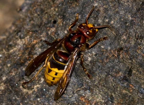 european hornet nest removal