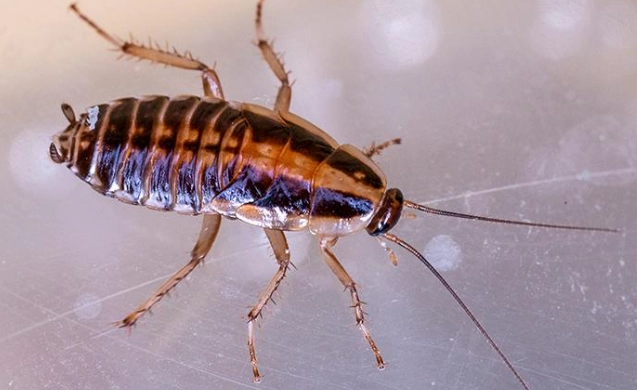 get rid of german cockroaches get rid of german cockroaches