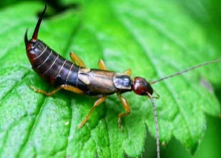 earwig control earwig control