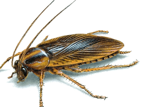 contract law Germany