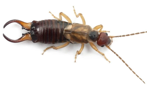 earwig control earwig control