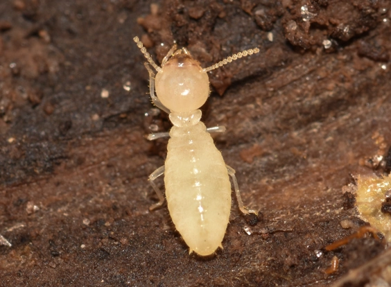 drywood termites drywood termites