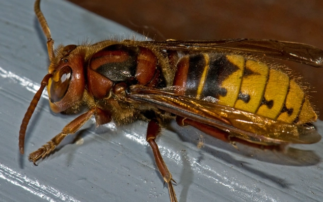 european hornet sting