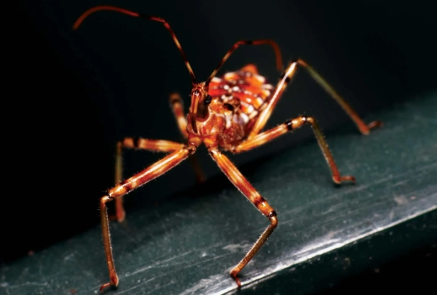 assassin bug identification assassin bug identification