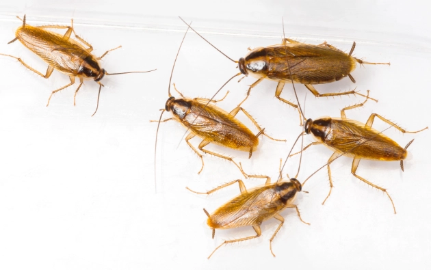 german cockroach infestation signs german cockroach infestation signs