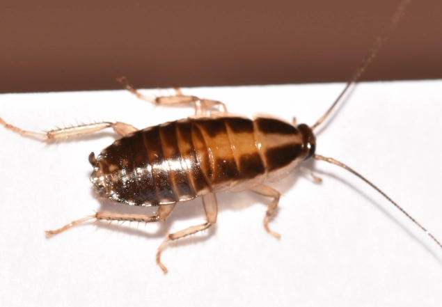 german cockroach control german cockroach control