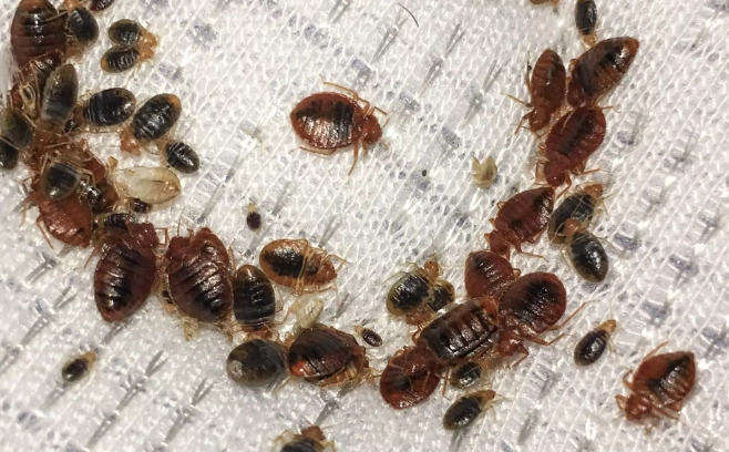 bed bug pictures bed bug pictures