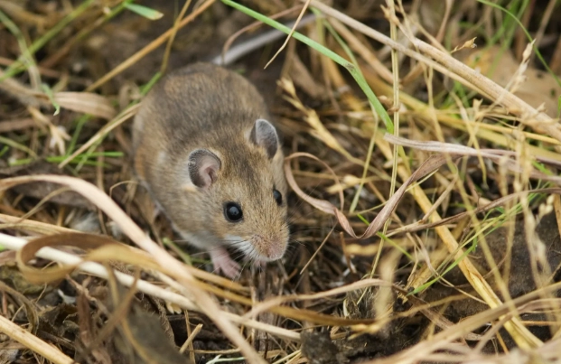 hantavirus deer mice