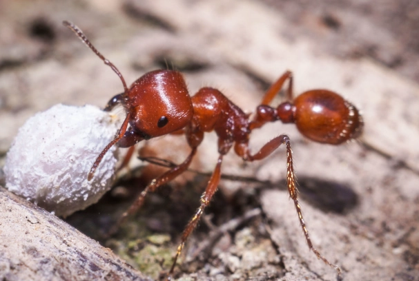 how to get rid of harvester ants