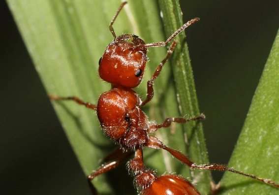 harvester ants pest