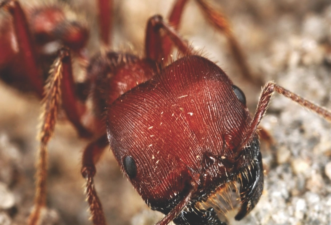harvester ants control