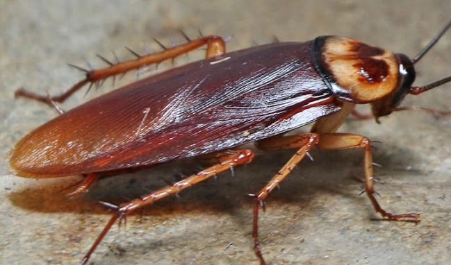 cockroach control
