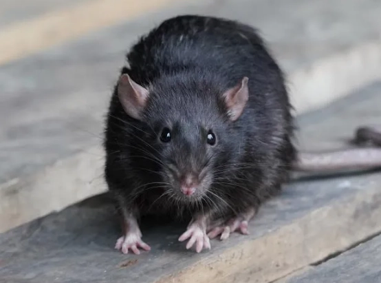 rat infestation signs